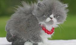 Persian kittens, purebred: "Beau", handsome Persian male (born 3/19, ready after 5/14). Exceptionally gentle and affectionate. His eyes will turn a bright Orange-gold like his father's, after 6 months of age.
He can be expected to reach 7-8 pounds, after
