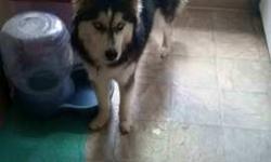 OBO:
Lively, smart, and affectionate husky. She loves to snuggle and is great with kids and other dogs. She is not fixed and has recently gone thru her first cycle. I have the papers from the breeder so she can be registered. She would be a great addition