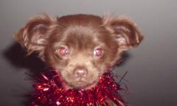Beautiful 12 Chocolate Brown Chihuahua Puppy For Sale, Asking $500.00, Give The Gift Of Love For Christmas