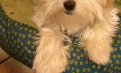 Beautiful small white Maltese. 9 months Smart energetic puppy. Has shots and records.
This ad was posted with the eBay Classifieds mobile app.