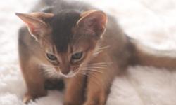 We have 1 beautiful Abyssinian male kitten avaliable, ruddy color.
Born on June 15th.He is very kind and playful.Show qulity .All our cats are reg in TICA.If you have any further info please feel free to contact me at 1(646)484-0200.or text.