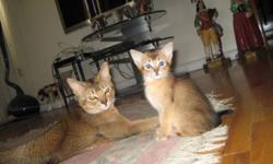 Beautiful 9 week abyssinian kittens. We have both female and male. They are litter trained. Very active and friendly. If you are interested please email me or text me.
347 446 6571 or [email removed]