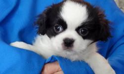 One little Peek-A-Poo male pup looking for a great home. $325. He has had a full vet check up and first set of shots. He is ready to go now. Dad is a pure bred Pekingese and weighs 15 pounds. Mom is a Peek-A-Poo and weighs 12 pounds. We are located near