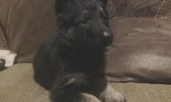 AKC German Shepherd puppies. The puppies will be de-wormed, puppy shots, vet checked, have AKC puppy registration papers and ready for their new homes on April 7th at 8 weeks of age. They are farm and family raised, great temperaments.
Both parents on