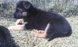 Female AKC German Shepherd puppy, just turned 8 weeks on April 7th, she has been dewormed, has had first puppy shots, AKC registration papers, and has been vet checked. She is from a litter of 8.
She is to good home only. Has been farm and family raised