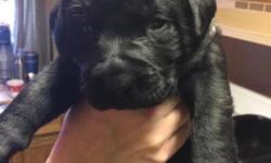 AKC Lab Puppies. Yellow or Black. Male and Female. Born November 20, 2014. Parents are our pets and live in our house. Pups are being raised in our house in our spare bedroom. They are well socialized and they are used to children and cats. We invite you