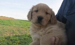 We have some very precious puppies that would love to become a part of your family...some that are lighter golden and we also have the darker golden coloring,very adorable!
We specialize in raising purebred golden retrievers with outstanding temperaments