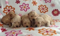 We have beautiful Golden Retriever puppies! They are well socialized and gently handled daily. Parents are Registered and are both in super good health.The puppies will be vet checked and have all age appropriate shots and dewormings. We require a