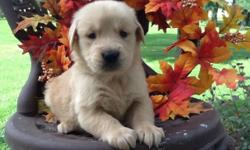 These are very precious puppies!
Meet both parents, get an idea of what your puppy will look like as an adult. The sire is OFA Hip certified with a GOOD Rating. The puppies are raised in the country with our large family, and well socialized. We love our