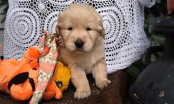 We have beautiful Golden Retreiver puppies available for their new homes on January 31st. The puppies are absolutely adorable!
Please let us know soon if interested in reserving a puppy. We require a $200.deposit to reserve a puppy.
The puppies will be