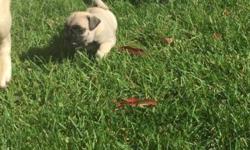 100% Purebred Pug We Have New Litter Of Puppies. All Puppies Come With Up To Date Vaccination,Dewormed Please Call 516 526 8688