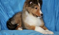 Manny is an exceptionally good looking Sheltie puppy as well as smart. His Sire's dad is a brother to the 2009 American Shetland Sheepdog Association's Winner's Dog. Manny's Great, Great Grandmother on the dam's side was the N.Y.S. obedience dog of the