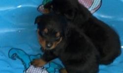 Here is a sneak preview of our new litter of Rottweiler puppies born on 02-07-13. Tails and dewclaws have been removed. We are currently taking deposits on these. They will not be ready to go until 04-04-13. At that time they will be vet checked, dewormed