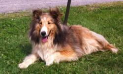 We have one very beautiful 9 month old AKC Shetland Sheepdog female available. She is a very happy girl. She has all her shots to date including Rabies. Health guaranteed. She is being offered as a pet on a limited registration for $650. Other older