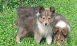 We have 5 Beautiful AKC Sable and White Sheltie Puppies available. These puppies were whelped on 05-30-13 and will be ready to go on 07-25-13. We are currently taking deposits on these. When they leave they will be vet checked, dewormed and have their