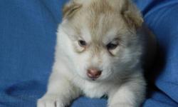 3 Beautiful Siberian Husky Puppies. 2 Red & White, 1 Gray & White.
1 male, 2 females (Pictures are in order). Both parents are on site and are very loving. Raised in our home, will be given first shots and be vet checked.
Please call 585-773-0101 for more