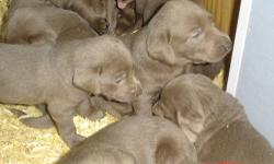 These puppies are purebred---will come with AKC papers, 3 generation pedigrees, worming record, vet certificate, 1st vaccines, etc. For more infomation and contract, you can check website www.highknolllabs.com.
Limited registration is $1000. (family pet
