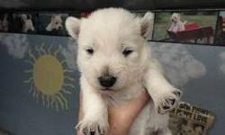 beatiful akc. westhighland terrier pups. just born. dec.30 2012.listing early for deposits.call patrick or shirley at 845 229 5573. first shots. vet checked. akc. registered. references .available at 10 weeks.
