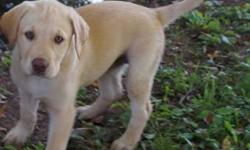 Female Labrador Retriever puppy. English bred, stocky body, blocky head. Great personality, quiet in kennel $500 585-315-4528