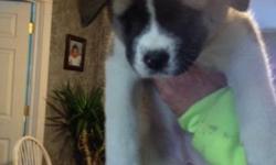 Beautiful Akita puppy for sale they were born 01/8/14 call for more info at 5164244064 Price $700,00
This ad was posted with the eBay Classifieds mobile app.