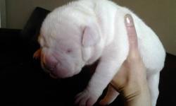 Beautiful all white American Bulldog puppy for sale. She is all white, comes from champion blood lines, top notch pedigree, will be UTD on vaccinations and be registered with the NKC. She was born May 20, is just starting to open her eyes, looks like she