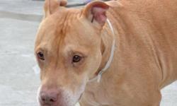 Scooby is located at Brooklyn Animal Care and Control. I am not affiliated with them. For more info about Scooby or to see his current status, copy - paste this link:
https://www.facebook.com/photo.php?fbid=970455326300680
SCOOBY aka SCOOBIE DOO -ID#