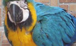 I am in the process of selling a baby blue and gold macaw. This baby is not DNA tested so the gender is unknown.
PRICE $1100
Baby is still being hand fed. If you would like to hand feed I can teach you how to hand feed, handle and care for your new baby