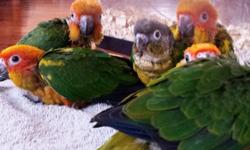 BEAUTIFUL SPRING BABIES......!
Lovely, cuddly, friendly, baby sun conures for sale.
6-8 week old......
Friendly, loving, sweet and tame.....$385
call or text 516 972-3860 (no shipping/se habla espanol)