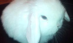 Beautiful baby holland lop blue eye white bunnies ,very sweet and friendly ,please tex me 718-810-7343 ,thanks