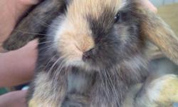 Beautiful baby holland lop female ,very sweet and friendly ,please tex me 718-810-7343,thanks