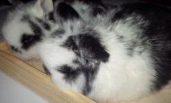 Beautiful baby holland lop bunnies ,very sweet and friendly they make great pets ,please tex me 718-810-7343 ,thanks
