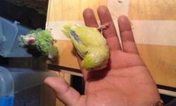 I have beautiful baby parrolets on sale... ONLY males. Green ones are on sale for $70 and blue and yellow ones are for $90. They are about 2-3 months old, Hand fed, and ready to breed.
Please serious inquiries only.local pickup