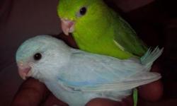 Beautiful baby hand fed parrotlets ,they are 8 weeks old ,very sweet and friendly ,please tex me 718-810-7343 ,thanks