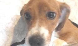 BEAUTIFUL 2 YEARS OLD FEMALE BEAGLE, TRAINED, GOOD WITH KIDS AND CATS LOOKING FOR A LOVING HOME IF YOU ARE INTERESTED PLEASE CONTACT US THANKS
Read more: http://www.oodle.com/account/listing/#ixzz2JlIbfkKr
