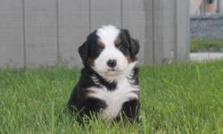 These are all very beautiful,healthy Bernese Mountain puppies.Our puppies are raised in the country with our family .We give them play time outside during the day,which they always enjoy. They are well socialized with children and adults. They are loved