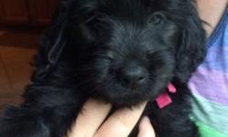 Black and Silver Phantom Goldendoodle puppies...born on June 4th and ready to go to their new homes. Only 2 males left with wavy/curly to curly low shedding coats. Pups are raised underfoot in our house with our 3 children so they are well socialized,