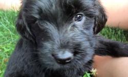 Black and Silver Phantom Goldendoodle puppies...born on June 4th and ready to go to their new homes. 4 males and 3 females with wavy/curly to curly low shedding coats. Pups are raised underfoot in our house with our 3 children so they are well socialized,