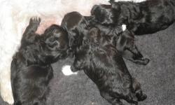 We have 4 beautiful black Shihpoo puppies, 2 females and 2 males. The mother is a pure bred ShihTzu, the father is a pure bred toy poodle. The puppies were born Sept.17th. and will be available Nov. 13th. We are looking for loving, permanent homes. We do