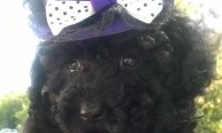 Adorable inky black toy poodle female puppy. She comes with age appropriate vaccines and worming. Her father is a tiny Toy phantom poodle and Mom is an 8 pound Apricot toy poodle. She doesn't have her AKC papers there were 3 in the litter 2 boys and her