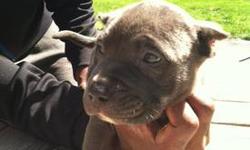 Big and beautiful blue pitty pups. Mom is blue APBT and dad is black blue staffordshire weighing 80 lbs. Great temperament, very affectionate family raised around kids of all ages. Will be ready for you to take home first week in June
1 Blue Male $800
1