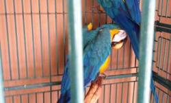 beautiful 6yr old blue and gold macaws in need of a good home with a very loving and caring pet loving family or individual...has to be willing to put in time and attention...
$600 for 1 without cage
$1200 for 2 with cage