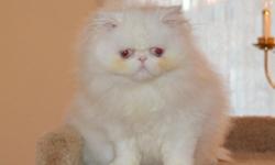 Beautiful Blue Eyed White Male Persian Kitten. CFA Cat Fancier Association registered. He is 3 months old (b. 9/9/2014). Grand Champion lines from both parents' side (Pedigree upon request). He has the longest hair in the litter. He is very sweet. He is