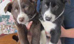 These are absolutely adorable miniture Border Collie puppies...farm and family raised in the country,very well socialized.
They are all vet checked and had their first vaccination and a 3rd dewormer.
We know you will fall in love with these puppies the