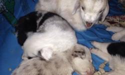 I have 5 females and one male border collie pup left the male is a blue Merle there are two black and white females and 3 red Merle females they were born in January 2 will be ready to go on February 27th taking a non refundable deposit to hold ur pup for