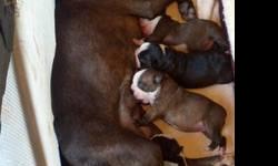 We have a beautiful litter, born on 4/29/13. There are two females and two males. Both females are a nice light chocolate color, one male is black with fawn brindling and the other male is mostly black and white.
These puppies are registered with ACA