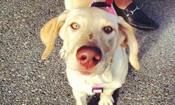 Beautiful Labrador Retriever Female 5 Months Old, AKC Purebread, Pedigree, Spayed, Shots and wormed, She is microchipped, Comes with huge kennel, lots of food, food, bowl, shampoo, brush, collar and leash.
She is a very smart, fun loving family dog!
She