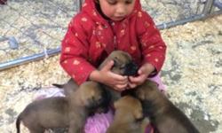 Bullmastiff : We have a litter of Bullmastiff puppies for sale, 9 females & 2 males. Both parents on premises with a championship pedigree. They are great family pets & are raised on our family farm with our children! Puppies will be ready for their new