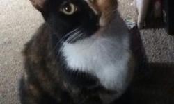 This beautiful 3 year old tortoiseshell cat was a rescue. She is spayed and has had shots; her ear was tipped when spayed. She is just looking for a loving home, where she will get the attention she deserves. She does not have a name, I have called her