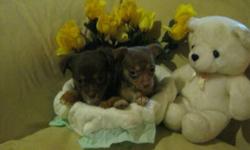 * Please note these babies are located in Bridgeport Connecticut*
If your looking for a chihuahua baby to spoil and love look no further . My aunt in Connecticut currently has a beautiful litter of babies who are ready to be loved! These beautiful babies
