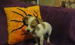 Three beautiful chihuahua babies left. One boy and two little girls left. They are all very loving and affectionate little babies that want nothing more then to have human love and attention.they are wee weep ad trained and eating on their own. If you